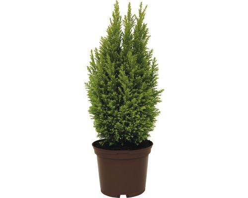 Chiparos de ghiveci în recipient de plantare