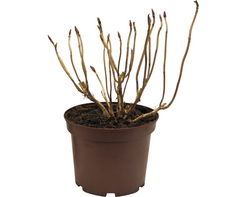 Hortensie FloraSelf Hydrangea macrophylla H 30-40 cm Co 3 l