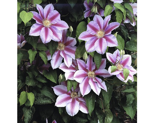Clematita Nelly Moser FloraSelf Clematis Hybride' Nelly Moser' H 50-70 cm Co 2,3 L
