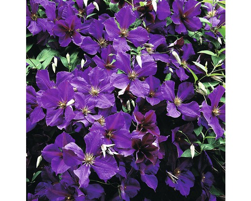 Prim-plan cu flori de clematis violet înflorite.