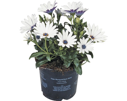 Margareta Africana FloraSelf Osteospermum ecklonis ghiveci Ø 11 cm diferite culori Margareta Africana FloraSelf Osteospermum ecklonis ghiveci Ø 11 cm diferite culori