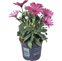 Plantă Osteospermum în ghiveci cu flori violet