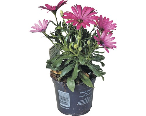 Plantă Osteospermum în ghiveci cu flori violet