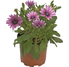 Plantă Osteospermum în ghiveci cu flori violete