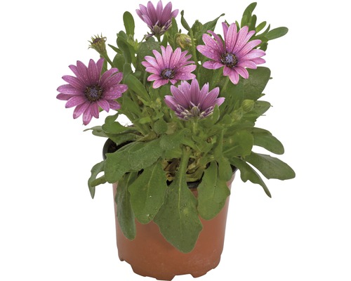Plantă Osteospermum în ghiveci cu flori violete