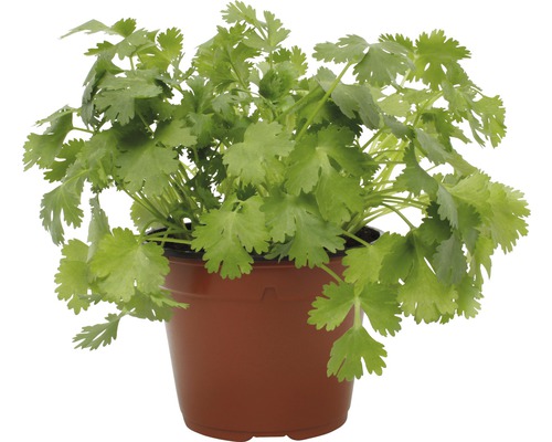 Pătrunjel FloraSelf Petroselinum crispum 'Di Napoli' ghiveci H 10-20 cm Ø 12 Coriandru în ghiveci