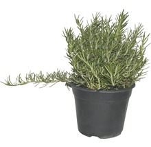 Rozmarin FloraSelf Rosmarinus 'Prostratus' H 10-20 cm ghiveci Ø 14 cm