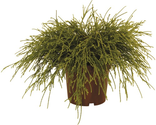 Chiparos auriu FloraSelf Chamaecyparis pisifera 'Sungold' H 15-20 cm Co 2 L Chiparos într-un ghiveci