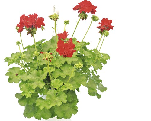 Mușcată curgătoare cu flori roșii și frunze verzi