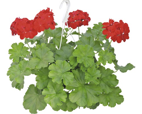 Mușcată curgătoare cu flori roșii și frunze verzi în ghiveci suspendat