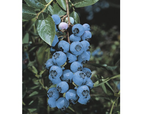 Arbust fructifer afin FloraSelf Vaccinuim 'Goldtaube' H 40-60 cm Co 3 L