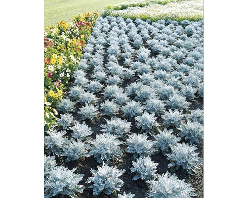 Strat de flori cu cruciuliță și flori colorate