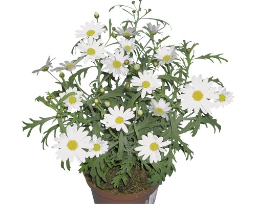 Margareta FloraSelf Chrysanthemum frutescens ghiveci Ø 10,5/11 cm