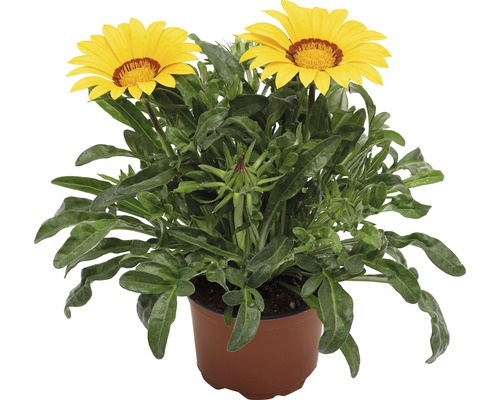 Gazania în ghiveci cu flori galbene