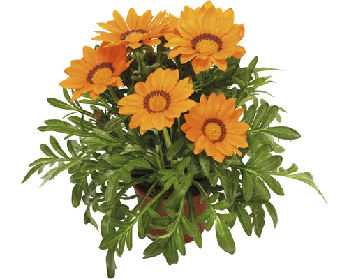Gazania FloraSelf Gazania splendens ghiveci Ø 10,5 cm