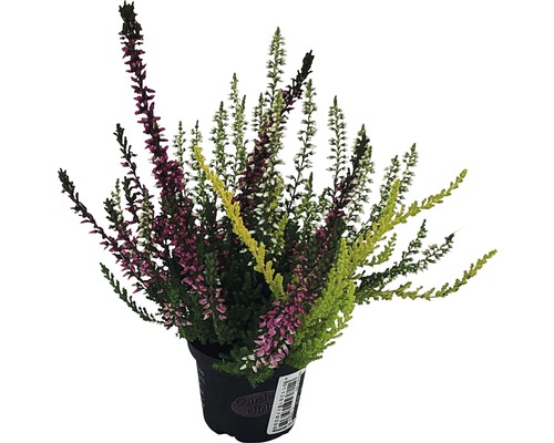 Calluna FloraSelf Calluna vulgaris 'Gardengirls Trio Mini' ghiveci Ø 6 cm