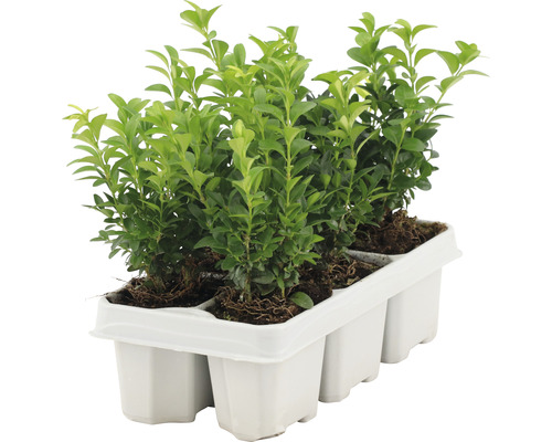 Cimișir FloraSelf Buxus sempervirens H 10-15 cm, 6 buc. Cimișir FloraSelf Buxus sempervirens H 10-15 cm, 6 buc.