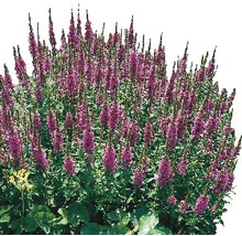 Plantă perenă cu flori și inflorescențe verticale