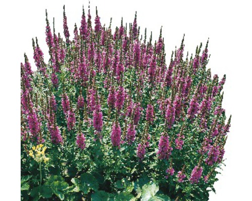 Plantă perenă cu flori și inflorescențe verticale
