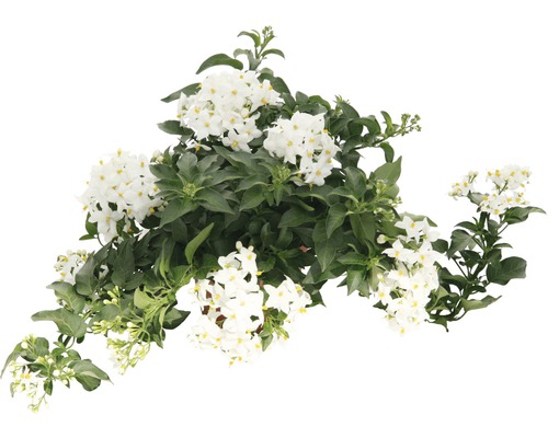 Iasomie cățărătoare FloraSellf Solanum jasminoides ghiveci Ø 12 cm