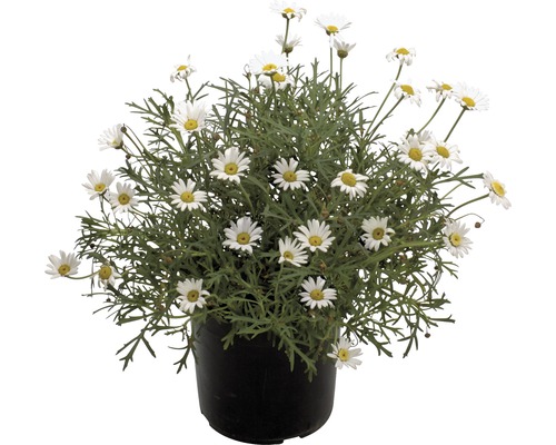 Chrysanthemum Frutenscens/ Margaretă, ghiveci Ø 9 cm