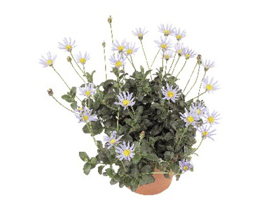 Tufă de margarete albastre într-un ghiveci