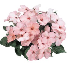 Sporul casei FloraSelf Impatiens walleriana ghiveci Ø 9 cm