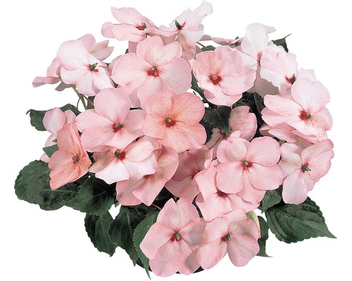 Sporul casei FloraSelf Impatiens walleriana ghiveci Ø 9 cm