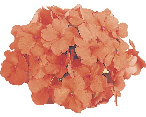 Grup de flori de Impatiens