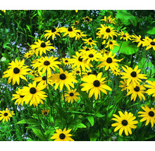 Rudbeckia înflorită în grădină.