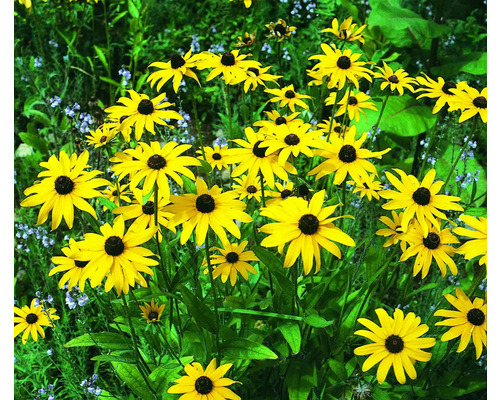 Rudbeckia înflorită în grădină.