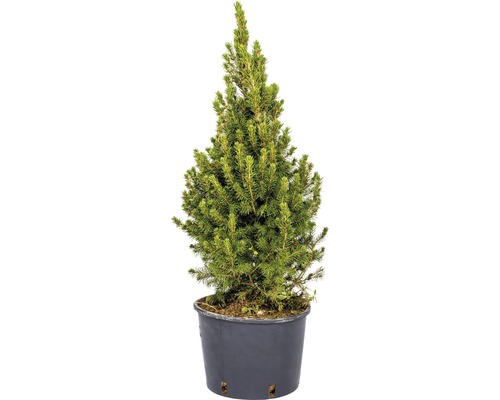 Molid Picea glauca Conica H 50-60 cm Co 5,5 L Brad im ghiveci