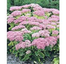 Sedum spectabile plantă perenă cu flori roz