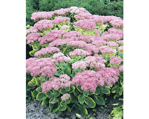 Sedum spectabile plantă perenă cu flori roz