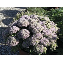 Sedum peren în grădină
