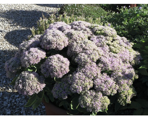 Sedum peren în grădină