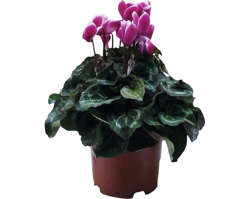 Violeta de Alpi FloraSelf Cyclamen persicum 'Fuji' H 20-25 cm ghiveci Ø 10,5 cm Ciclamă în ghiveci cu flori purpurii