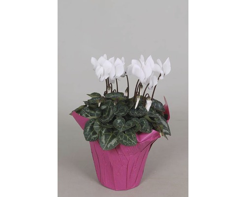 FloraSelf Cyclamen persicum H 20-25 cm ghiveci Ø 10,5 cm diferite sortimente Ciclamă de cameră albă în ghiveci
