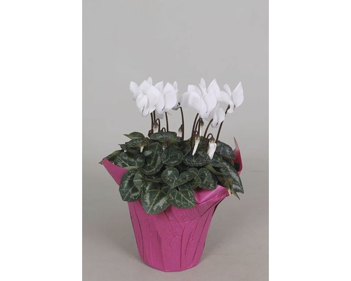 FloraSelf Cyclamen persicum H 20-25 cm ghiveci Ø 10,5 cm diferite sortimente