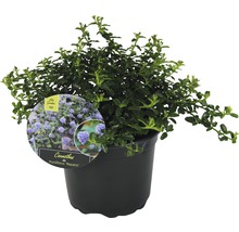 FloraSelf Ceanothus thyrsiflorus var. repens ghiveci Ø 17 cm