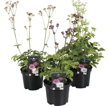 Trei astrantias majore în ghivece cu inflorescențe