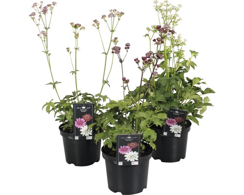 Trei astrantias majore în ghivece cu inflorescențe