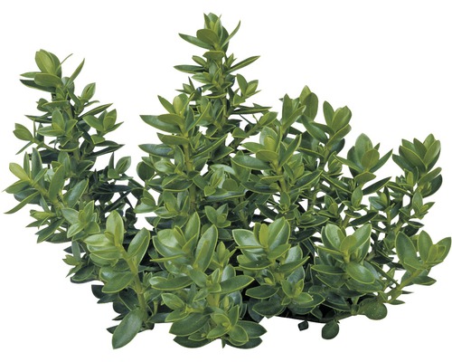 Hebe FloraSelf Hebe armstrongii 'GreenBoys' ghiveci Ø 12 cm