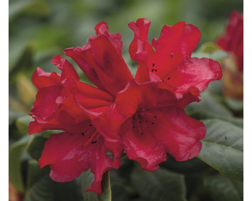 Azalee FloraSelf Rhododendron repens 'Scarlet Wonder' H 25-30 cm Co 3 L