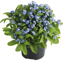 Planta de nu-mă-uita în ghiveci