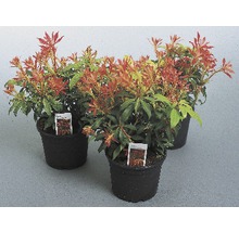 Trei plante Pieris japonica în ghivece