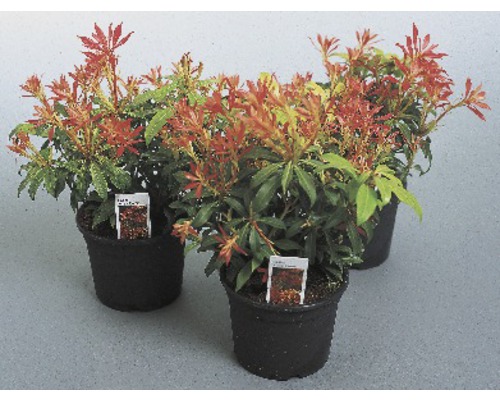 Trei plante Pieris japonica în ghivece