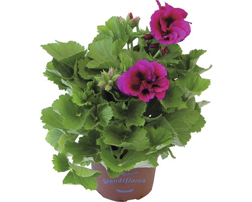 Mușcată Grandiflorum într-un ghiveci