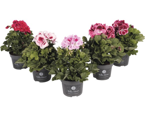 Mușcată FloraSelf Pelargonium grandiflora ghiveci Ø 12 cm