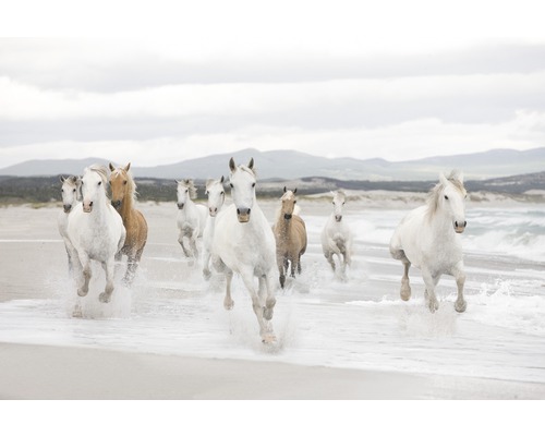 Fototapet hârtie White Horses 254x368 cm